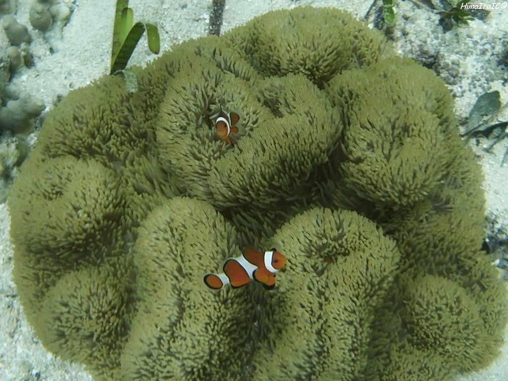 korall4