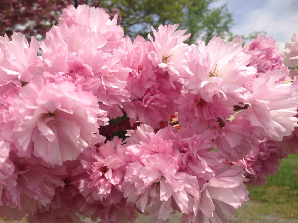 A cseresznyevirág az élet szimbóluma