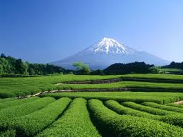 teaültetvény Fuji-val